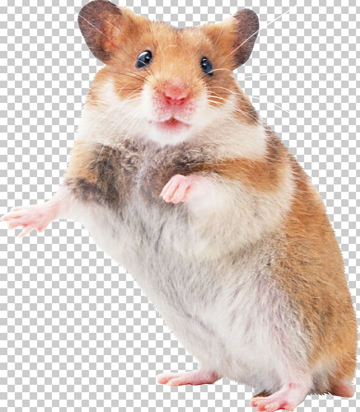 Hamster Mouse Pocket Pet Rodent PNG, Clipart, Animals, Cage, Fancy Rat, Fauna, Ferret Free PNG Download