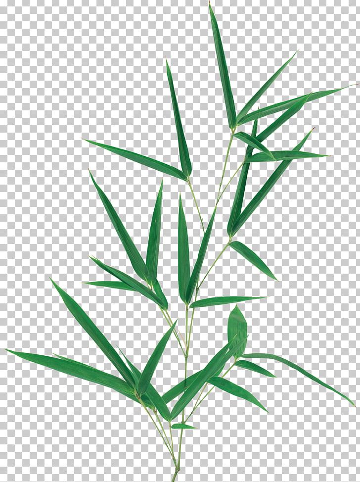 Leaf Plant Stem Megabyte PNG, Clipart, 15 May, Bamboo, Clip Art, Commodity, Grass Free PNG Download