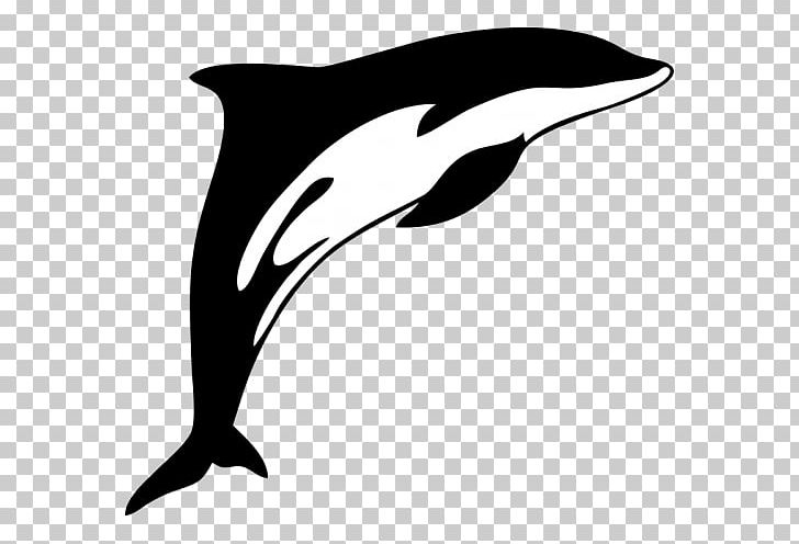 Tucuxi White-beaked Dolphin Illustration PNG, Clipart, Animals, Bird, Cetacea, Decal, Dolphin Free PNG Download