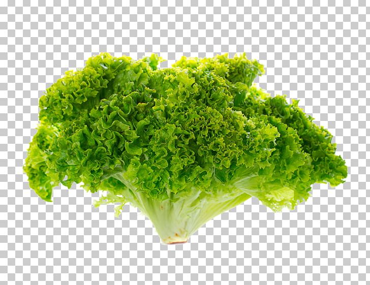 Romaine Lettuce Stock Photography Red Leaf Lettuce PNG, Clipart, Bolting, Broccoli, Curled Endive, Endive, Herb Free PNG Download