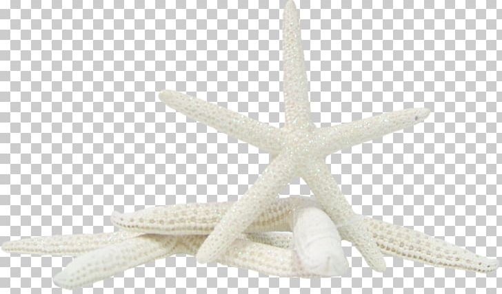 Starfish Portable Network Graphics Psd PNG, Clipart, Animals, Chemical Element, Data, Data Compression, Echinoderm Free PNG Download