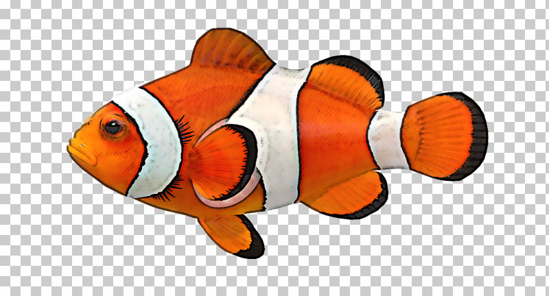 Pomacentridae Fish Anemone Fish Clownfish Fish PNG, Clipart, Anemone Fish, Bonyfish, Clownfish, Fin, Fish Free PNG Download