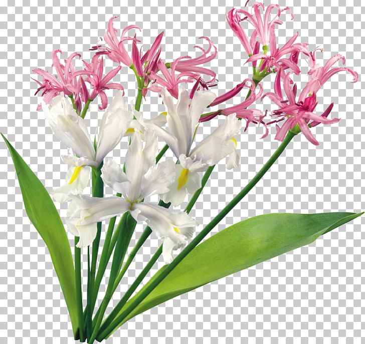 Cut Flowers Flower Bouquet PNG, Clipart, Beautiful Orchid Photo Frame, Blossom, Cut Flowers, Digital Image, Download Free PNG Download