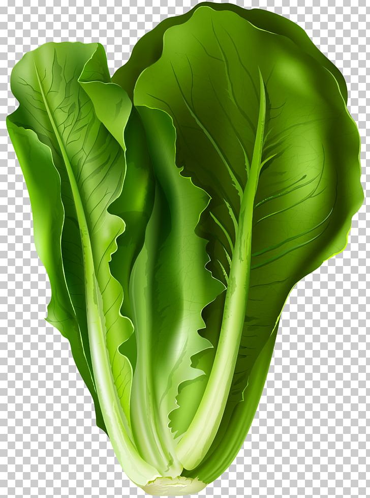 Romaine Lettuce Lettuce Sandwich Vegetable PNG, Clipart, Cabbage, Choy Sum, Clipart, Clip Art, Collard Greens Free PNG Download