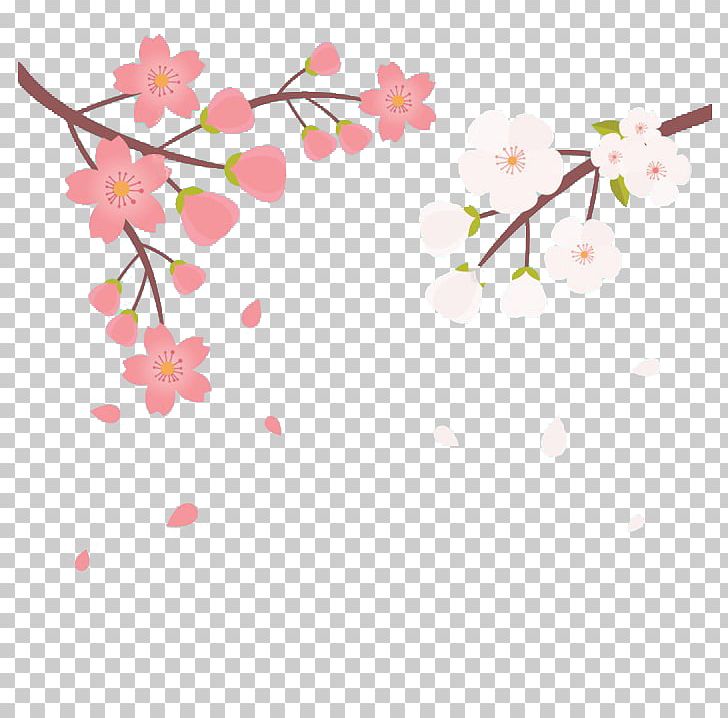 Sakura Sushi & Hibachi Cherry Blossom Color PNG, Clipart, Blossom, Blossoms, Branch, Cherry, Cherry Blossoms Free PNG Download