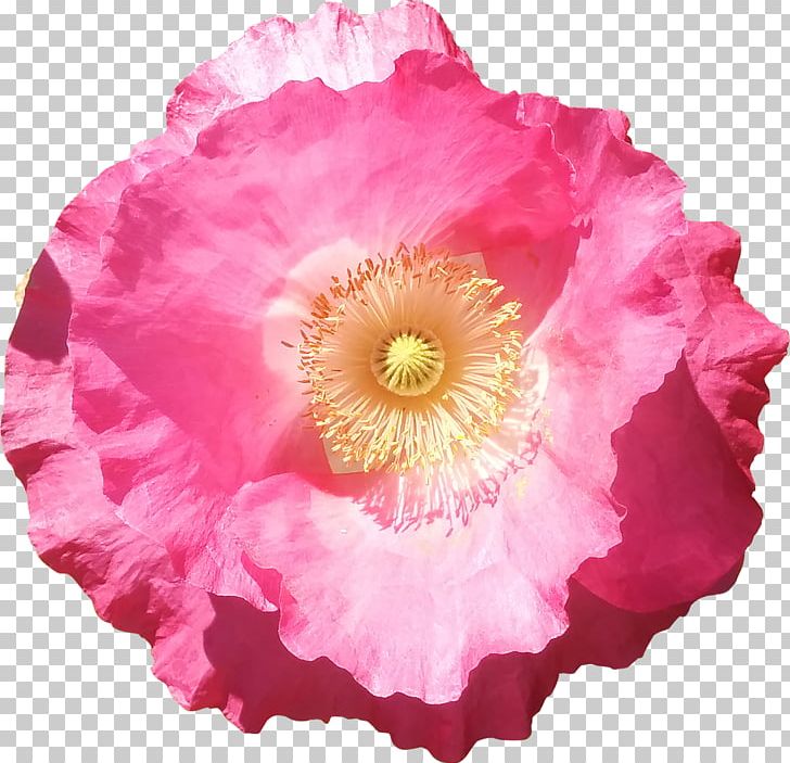 Flowering Plant Pink Common Poppy Petal PNG, Clipart, Annual Plant, Blossom, Common Poppy, Cut Flowers, Fleur Free PNG Download