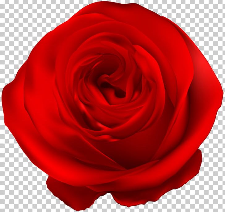 Garden Roses Blue Rose PNG, Clipart, Azure, Blue Rose, Clipart, Clip Art, Closeup Free PNG Download