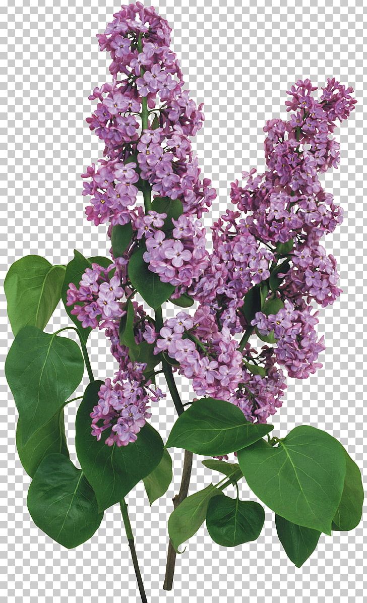 Lilac Flower PNG, Clipart, Branch, Computer Icons, Download, Encapsulated Postscript, Flower Free PNG Download