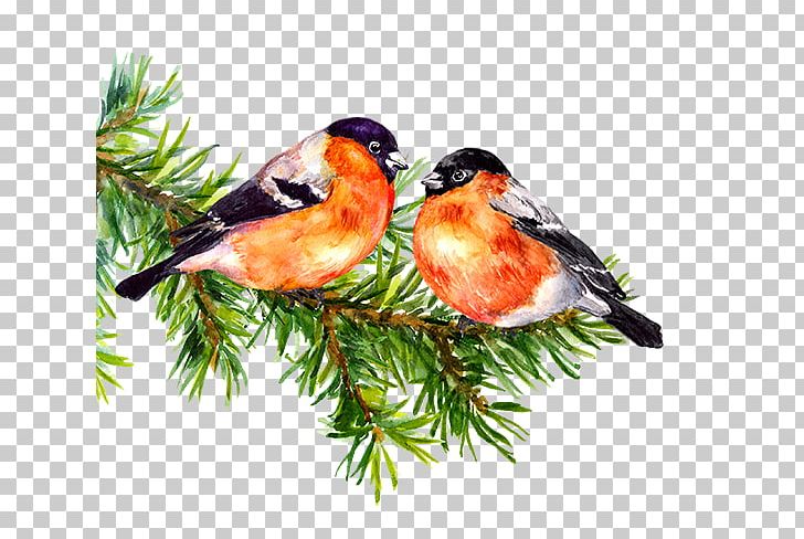 Watercolor Painting Bullfinch Photography PNG, Clipart, Art, Beak, Bird, Branch, Drawing Free PNG Download