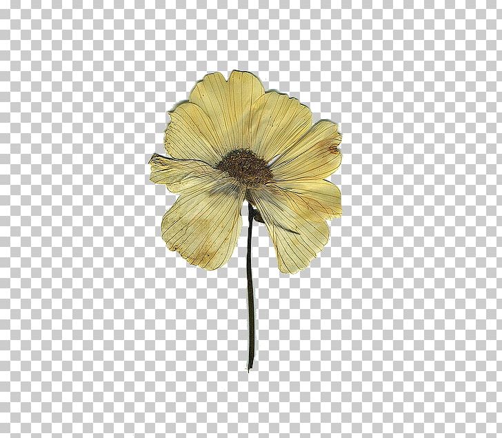 Pressed Flower Craft Floral Design Cut Flowers PNG, Clipart, Art, Brazilian Embroidery, Common Sunflower, Craft, Cut Flowers Free PNG Download