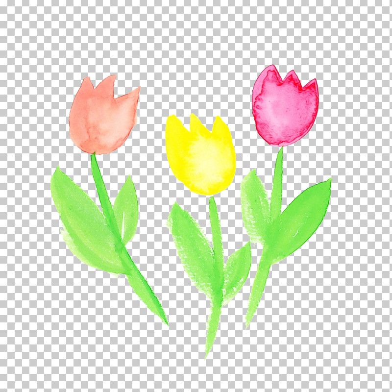 Tulip Flower Petal Pink Plant PNG, Clipart, Cut Flowers, Flower, Lily Family, Paint, Pedicel Free PNG Download