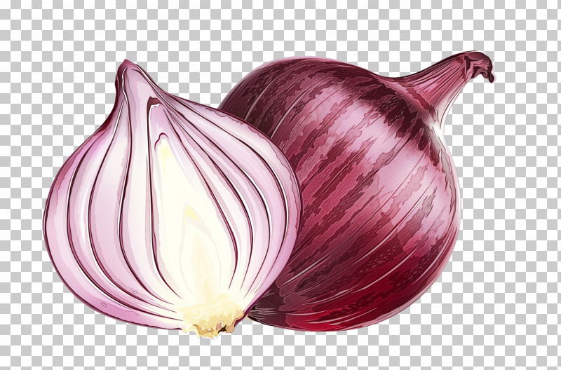 Purple shallots onion 6476681 Vector Art at Vecteezy