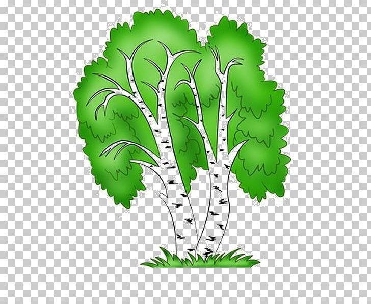 Birch Tree Conifers Shrub PNG, Clipart, Agac, Agac Resimleri, Apples, Birch, Child Free PNG Download