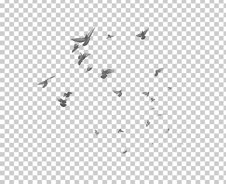 Bird Flight Flock PNG, Clipart, Angle, Animals, Bird, Bird Flight, Birds Free PNG Download