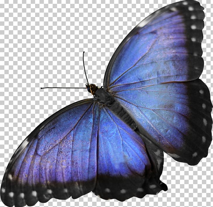 Butterfly Insect Moth Blue PNG, Clipart, Arthropod, Blue, Brush Footed Butterfly, Butterflies And Moths, Butterfly Free PNG Download