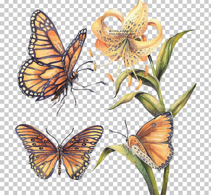 Monarch Butterfly Pieridae Gossamer-winged Butterflies Brush-footed Butterflies PNG, Clipart, Arthropod, Brush Footed Butterflies, Brush Footed Butterfly, Butterflies And Moths, Butterfly Free PNG Download