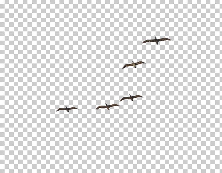 Pelican Crane Bird Migration Flock PNG, Clipart, Animal Migration, Beak, Bird, Bird Migration, Crane Free PNG Download