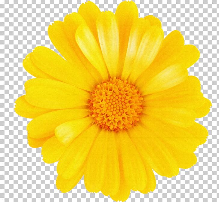 Stock Photography Flower Common Daisy Yellow PNG, Clipart, Annual Plant, Blue, Calendula, Chrysanthemum Coronarium, Chrysanths Free PNG Download