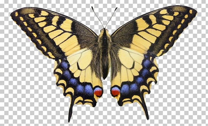 Butterfly Watercolor Painting Papilio Machaon Drawing Insect Wing PNG, Clipart, Arthropod, Brush Footed Butterfly, Dragonfly, Ink, Insect Free PNG Download