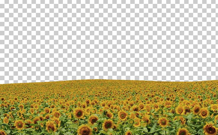 Common Sunflower Sky Rapeseed PNG, Clipart, Agriculture, Blue, Border, Border Frame, Border Texture Free PNG Download