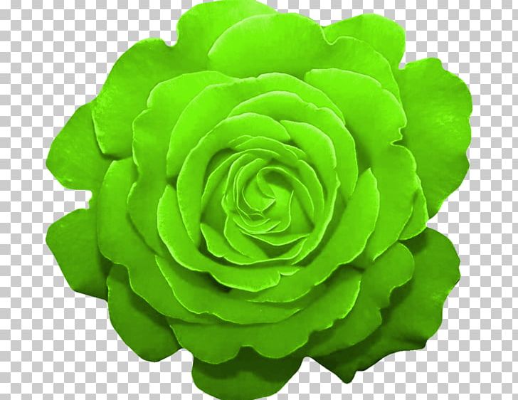 Garden Roses Green Cut Flowers Color PNG, Clipart, Annual Plant, Color, Cut Flowers, Drawing, Elegant And Generous Free PNG Download
