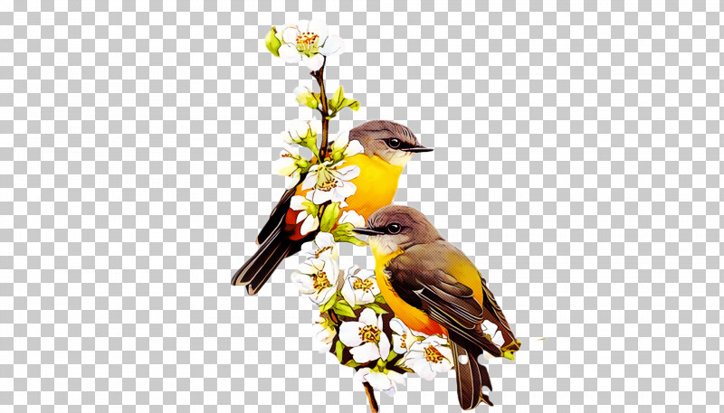 Spring PNG, Clipart, Beak, Bird, Eurasian Golden Oriole, Evening Grosbeak, Finch Free PNG Download