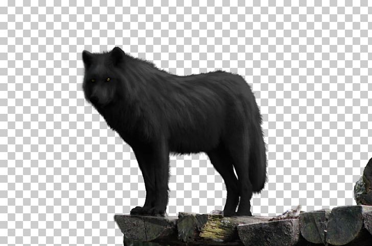 Black Wolf Wolf Walking Dog Animal Eastern Wolf PNG, Clipart, Animal, Animals, Black, Black Wolf, Canidae Free PNG Download