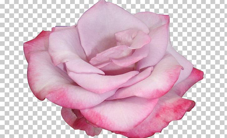 Garden Roses Flower Cabbage Rose PNG, Clipart, China Rose, Cut Flowers, Floribunda, Floriculture, Flower Free PNG Download