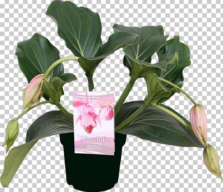 Medinilla Magnifica Mount Pinatubo Flowerpot Plant Bud PNG, Clipart, Bud, Flower, Flowering Plant, Flowerpot, Medinilla Magnifica Free PNG Download
