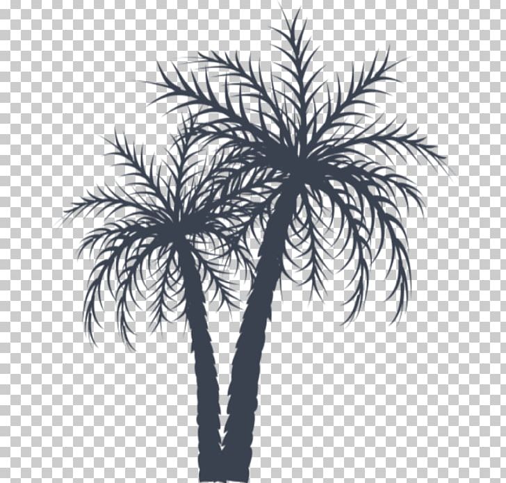 Asian Palmyra Palm Arecaceae Date Palm Coconut PNG, Clipart, Arecaceae, Arecales, Asian Palmyra Palm, Black And White, Borassus Free PNG Download