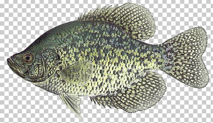 Black Crappie White Crappie Largemouth Bass Fishing Game Fish PNG, Clipart, Aquatic Animal, Bass, Bass Fishing, Black Crappie, Bluegill Free PNG Download