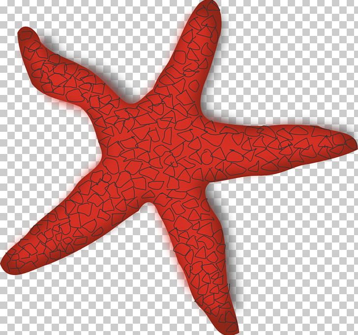 Starfish PNG, Clipart, Animal, Customon, Echinaster Sepositus, Echinoderm, Euclidean Vector Free PNG Download