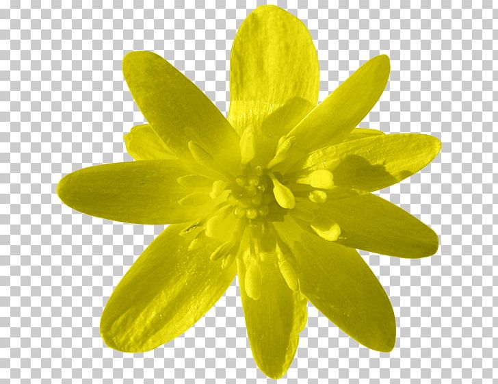 Yellow Petal Flower Orange PNG, Clipart, 2016, Article, Author, Cicekler, Cicek Resimleri Free PNG Download