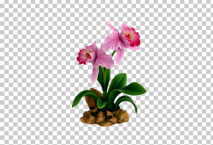 Flower Belmont Orchids Cattleya Orchids Dendrobium PNG, Clipart, Belmont Orchids, Cattleya, Cattleya Orchids, Dendrobium, Flower Free PNG Download