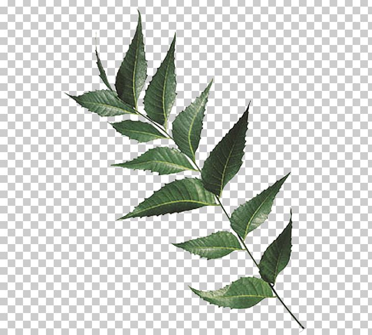 India Neem Tree Chinaberry Leaf Extract PNG, Clipart, Arjun Tree, Autumn Leaf, Ayurveda, Azadirachta, Branch Free PNG Download