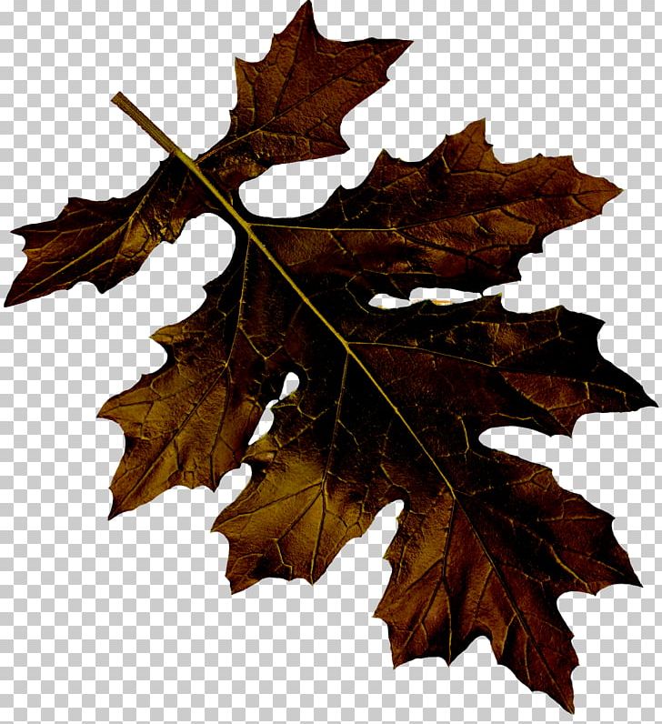 Maple Leaf Euclidean PNG, Clipart, Autumn Leaf, Brown, Concepteur, Corners, Dark Free PNG Download
