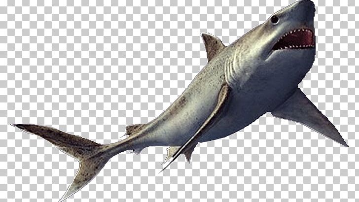 Reptile Squalicorax Vertebrate Enchodus Mackerel Sharks PNG, Clipart, Anacoracidae, Animal, Cartilaginous Fish, Cartilaginous Fishes, Dinosaur Free PNG Download