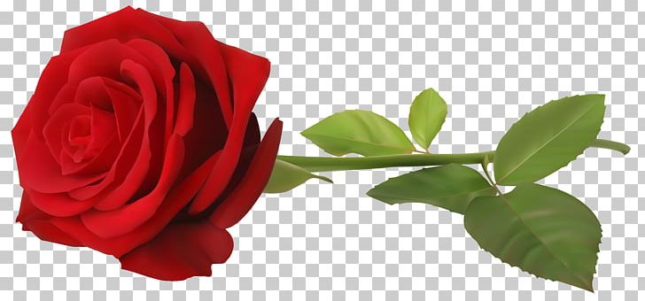Rose Plant Stem Flower PNG, Clipart, China Rose, Clip Art, Cut Flowers, Desktop Wallpaper, Floribunda Free PNG Download