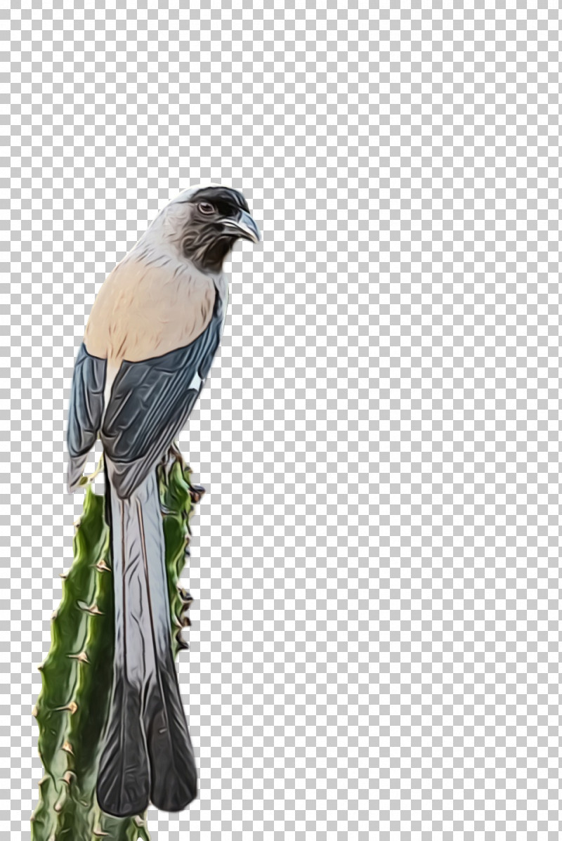 Feather PNG, Clipart, Beak, Cuckoos, Feather, Paint, Watercolor Free PNG Download