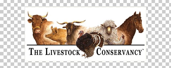 Dexter Cattle Faverolles Chicken Shorthorn The Livestock Conservancy PNG, Clipart, Animal Figure, Aran, Dexter Cattle, Farm, Faverolles Chicken Free PNG Download