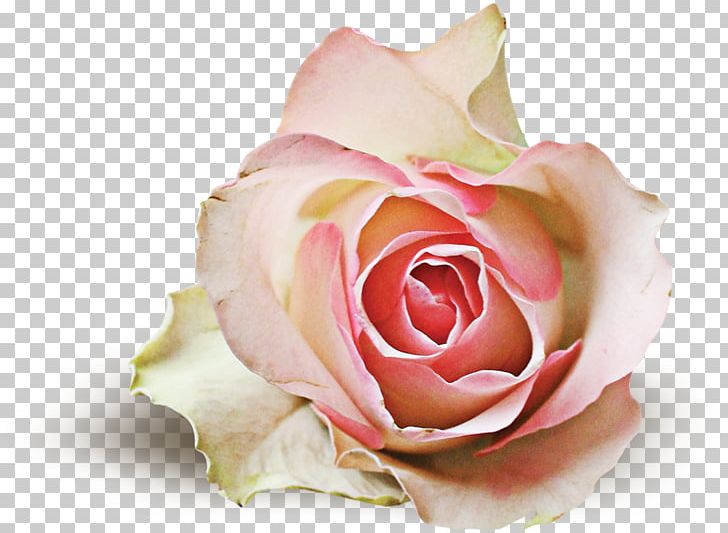 Garden Roses Centifolia Roses If(we) Floristry Cut Flowers PNG, Clipart, Aromatherapy, Centifolia Roses, Closeup, Cut Flowers, Floribunda Free PNG Download