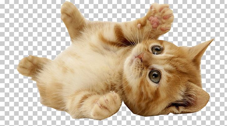 Mouse Pet Cat Villa Animal PNG, Clipart, Animal, Animals, Apartment, Business, Carnivoran Free PNG Download
