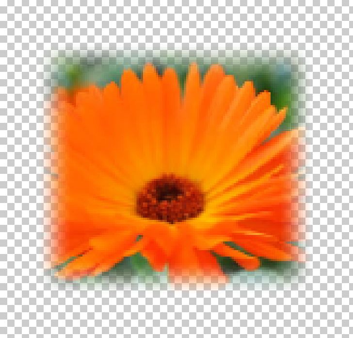 Transvaal Daisy Close-up Marigolds PNG, Clipart, Calendula, Calendula Watercolor, Closeup, Closeup, Daisy Family Free PNG Download