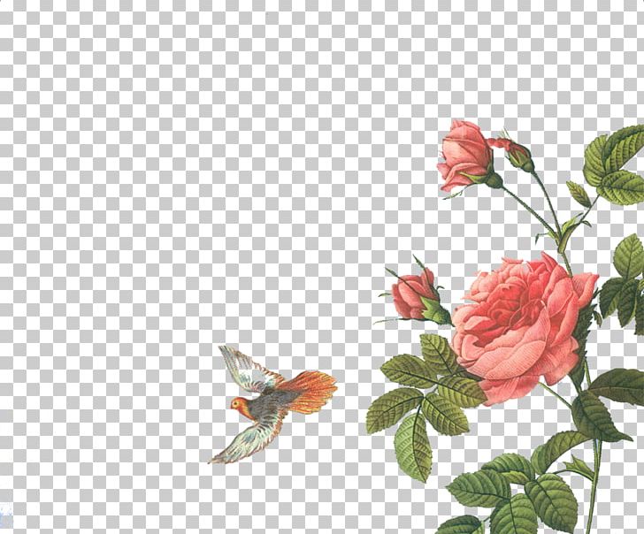 Rose Botanical Illustration Printmaking Botany Illustration PNG, Clipart, Birds, Bookplate, Branch, Flora, Floral Free PNG Download