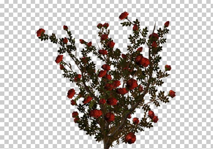 Shrub Garden Roses PNG, Clipart, Berry, Branch, Bush, Collage, Cut Flowers Free PNG Download
