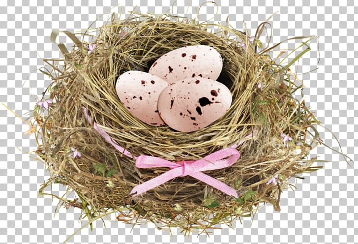 Bird Nest Egg PNG, Clipart, Animals, Bird, Bird Nest, Bird Nest Vector, Birds Nest Free PNG Download