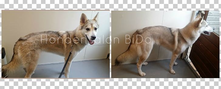 Czechoslovakian Wolfdog Saarloos Wolfdog Hondensalon BiDo Carolina Dog Dog Breed PNG, Clipart, Animals, Canaan Dog, Carnivoran, Carolina Dog, Collage Free PNG Download