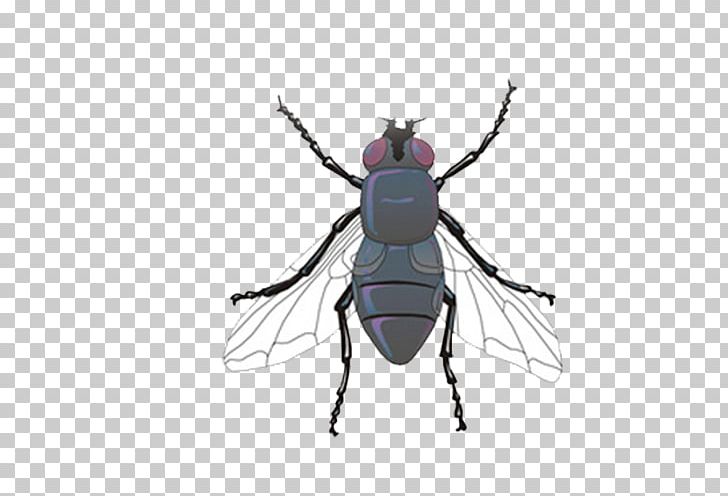 Mosquito Insect Common Fruit Fly Spider PNG, Clipart, Antenna, Anti Mosquito, Arthropod, Arthropod Mouthparts, Buzzing Free PNG Download