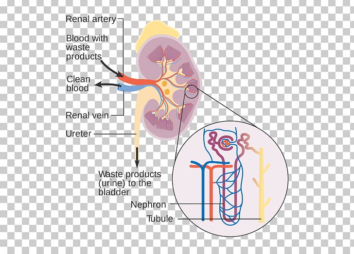 Nephron Artificial Kidney Chronic Kidney Disease Diagram PNG, Clipart, Angle, Area, Artificial Kidney, Chronic Kidney Disease, Diagram Free PNG Download