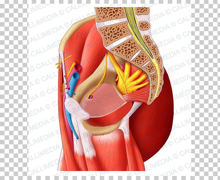 Sacral Plexus Nerve Plexus Pudendal Nerve Sacrum Lumbar Plexus PNG, Clipart, Anatomy, Cervical Plexus, Femoral Nerve, Jaw, Joint Free PNG Download